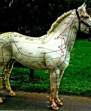 Deutsches Institut für Tierpsychologie & Tierheilkunde Logo