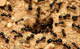 Black ants surrounding their nest entrance on sandy ground.