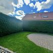 Thuja Hecke 30m lang und 3 m hoch