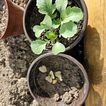 Gemachte Keimprobe:  Links die eingebrachte Erde, Rechts meine Gartenerde