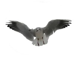 Möwe mit ausgebreiteten Flügeln im Flug gegen einen weißen Hintergrund.