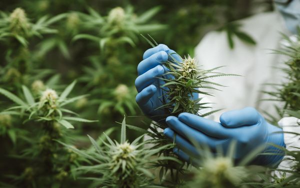 Person mit Schutzhandschuhen untersucht eine blühende Cannabispflanze in einer medizinischen Anbauanlage.