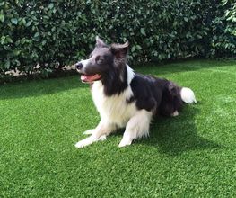Ein schwarz-weißer Hund liegt auf grünem Gras vor einer dichten Hecke.