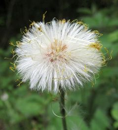 Nahaufnahme einer verblühten Pusteblume vor verschwommenem grünem Hintergrund.