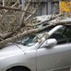 Car damaged by fallen tree branch.