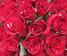 Bouquet di rose rosse con gocce d'acqua su petali e foglie verdi sullo sfondo.
