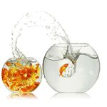 Goldfisch springt aus kleinem in großes Glas mit Wasser.