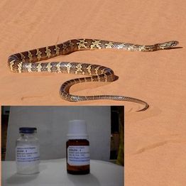 Cobra no deserto com frascos de soro antiofídico em destaque no canto inferior esquerdo.