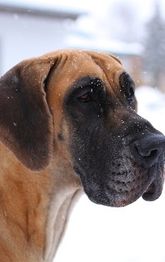 Deutsche Dogge im Schnee, schaut aufmerksam in die Ferne.