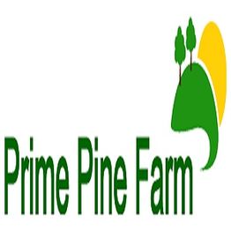 Logo of Prime Pine Farm with green trees and a yellow sun graphic.