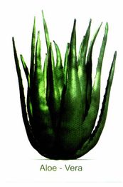 Grüne Aloe Vera Pflanze vor weißem Hintergrund, sauber und detailliert abgebildet.