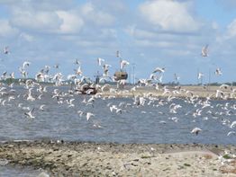 Viele Möwen fliegen über das Meer an einem klaren Tag mit Wolken am Himmel.