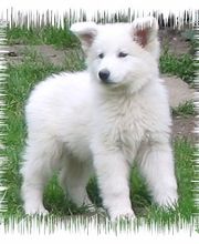 Weiße Schäferhundwelpen 