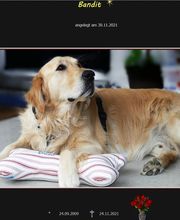 Ein Platz im Tier-Himmel ...