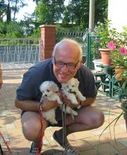 Malteser mit 5 Wochen