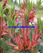 Bartels Pflanzen Logo