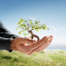 Hands holding a small tree against a blurred grassy background and clear sky.