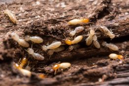 Termites crawling through decayed wood, showcasing their intricate social behavior.