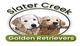 Two Golden Retrievers playing, with text "Slater Creek Golden Retrievers" in the image.