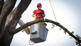 Arborist in red gear trimming a tree branch from a hoisted bucket.