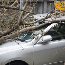 A fallen tree branch rests on the hood of a silver car near a wooden fence.