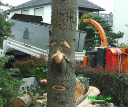 Baum- und Gartenpflege Kraus Logo