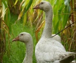 Gänse im Mais