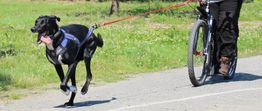 Ein Hund zieht eine Person auf einem Fahrrad über einen Weg im Grünen.