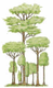 Illustration von fünf hohen Bäumen mit grünem Laub und schlanken Stämmen auf weißem Hintergrund.