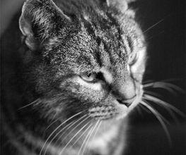 Tierfotografie