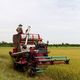 A combine harvester in a rice field with workers wearing hats under a cloudy sky.