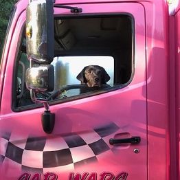 Dog sitting in the driver's seat of a pink truck with a checkered pattern.