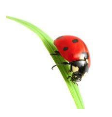 Marienkäfer auf grünem Grashalm vor weißem Hintergrund.