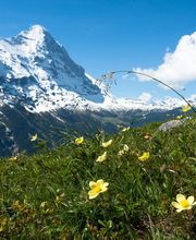 Bergwiese mit gelben Blumen vor schneebedeckten Alpen und blauem Himmel.