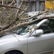 Fallen tree resting on a silver car, causing damage to the roof and windshield.