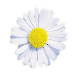 Weiße Gänseblümchenblüte mit gelbem Zentrum auf weißem Hintergrund.