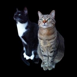 Zwei Katzen sitzen nebeneinander: eine schwarz-weiße und eine getigerte braune Katze auf schwarzem Hintergrund.