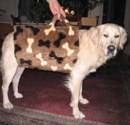 Hund trägt Tasche mit Knochenmuster auf dem Rücken, wird von Hand gehalten.