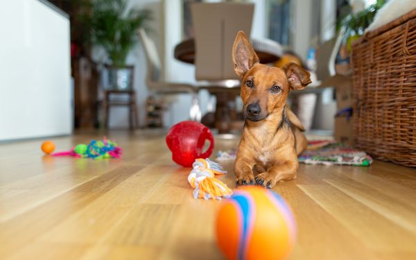 Ein kleiner Hund spielt in einem Wohnzimmer auf dem Laminatboden mit einem orangenen Ball.