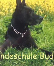 Hundeschule Buddy Logo