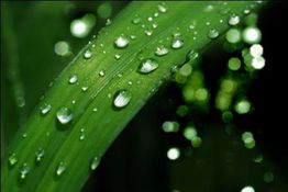 Grünes Blatt mit Wassertropfen, weicher Fokus im Hintergrund.