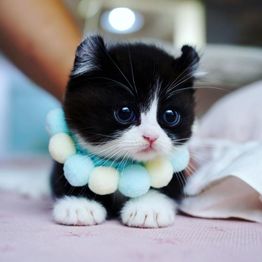 Adorable black and white kitten with a pom-pom collar lying on a pink surface.