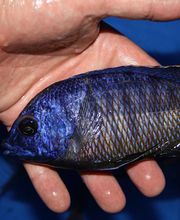 Protomelas fireblue Luwala, einer unserer Direktimporte aus Malawi.