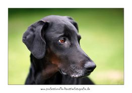 Schwarzer Hund mit grauer Schnauze schaut nach links, vor unscharfem grünem Hintergrund.