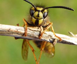 Wespennest entfernen / bekämpfen Hamburg, Lübeck, Lüneburg