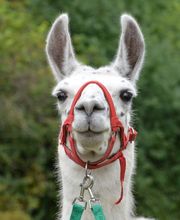 Lama Max