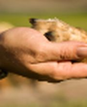 Hundepension Cloppenburg Logo