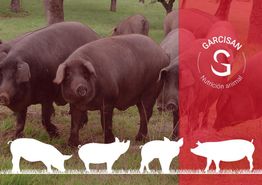Cerdos ibéricos en campo, logotipo "Garcisan Nutrición Animal" a la derecha con siluetas de cerdos.