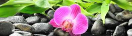 Roze orchidee en groene bladeren op gladde stenen.