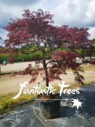 Japanischer Ahornbaum in einem Topf mit rotem Laub, auf einem Hof vor bewölktem Himmel.